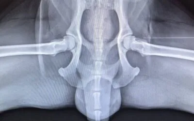 Szczenię dużej rasy